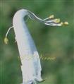  Stamens